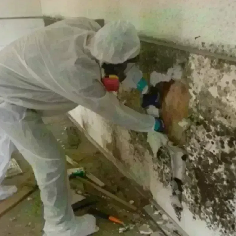 Mold Remediation and Removal in Lexington, TX